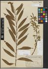 Foto von Salix alba L. x Salix fragilis L.